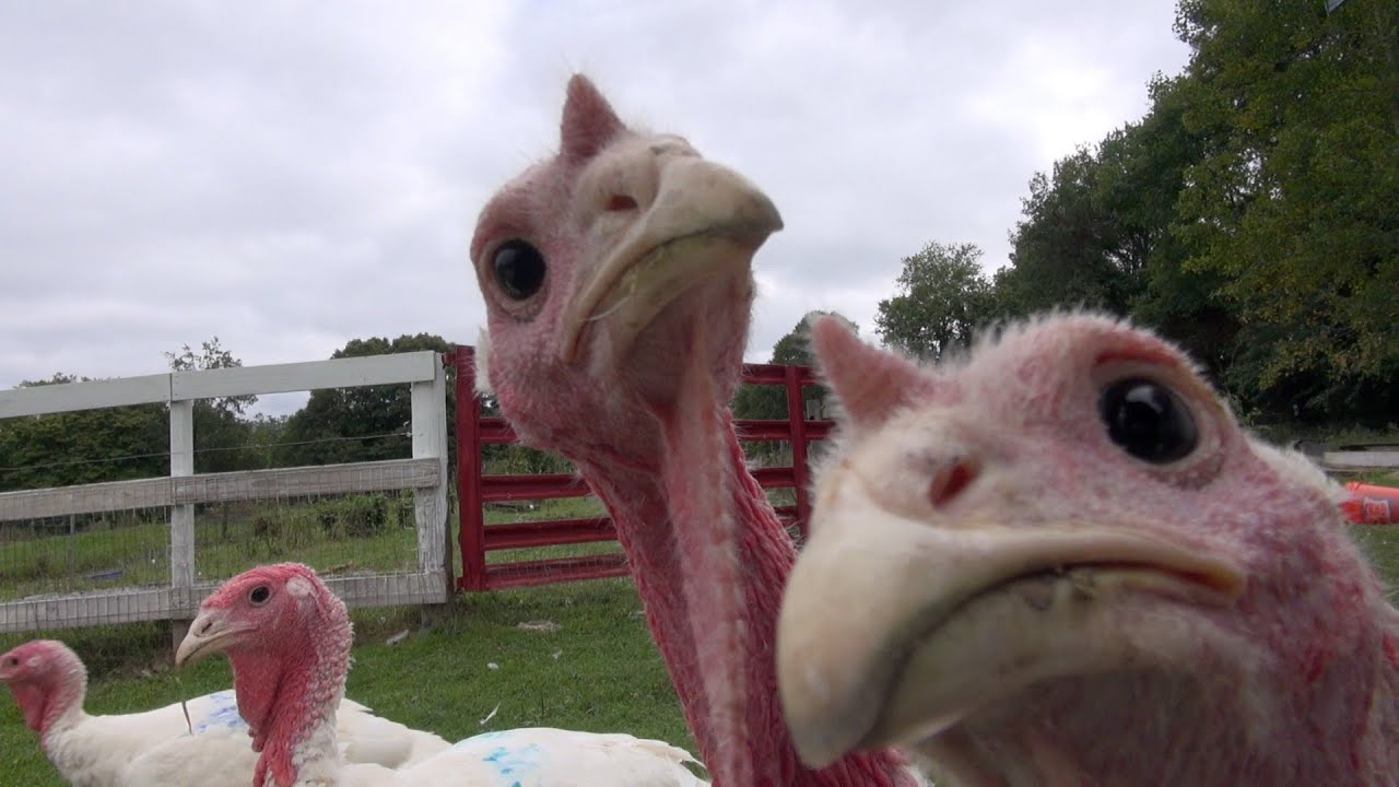 Turkeys that don't mess around